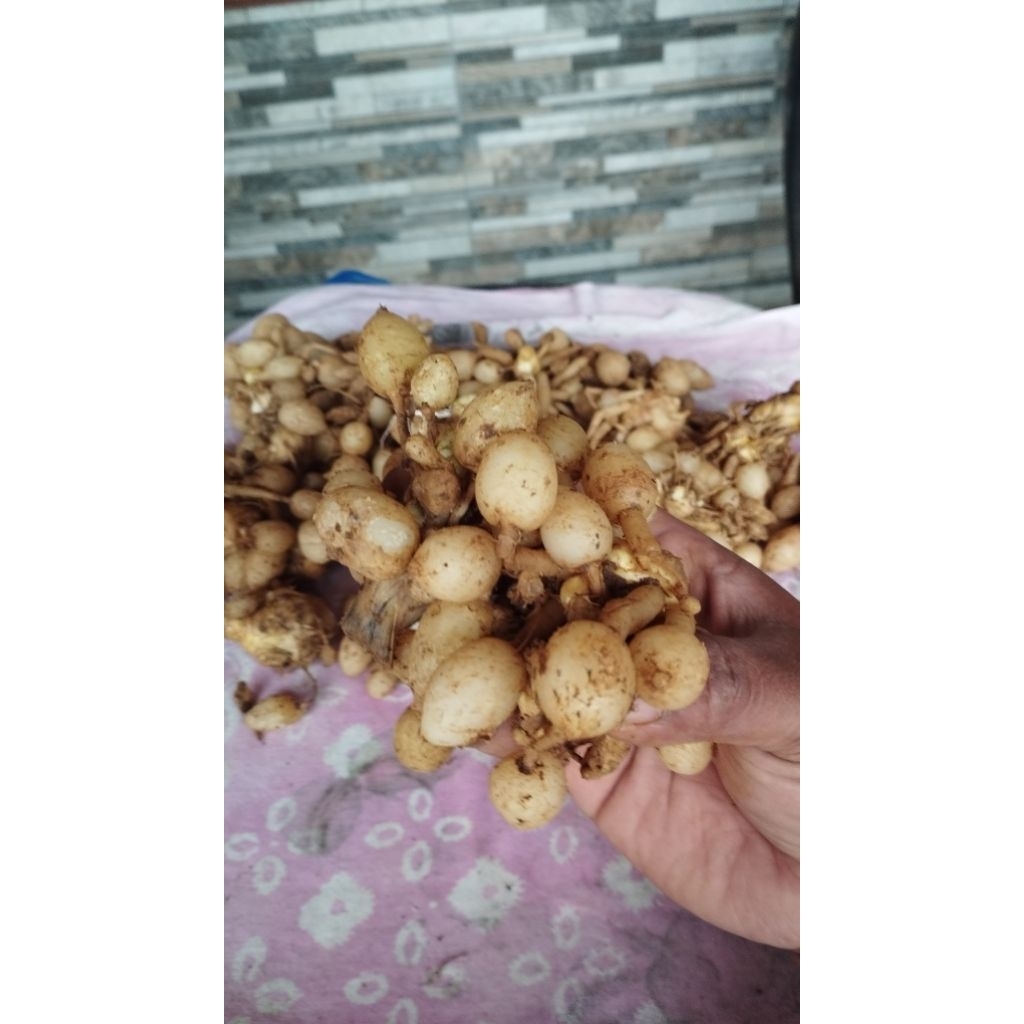 kunyit putih/kunyit gombyok 1kg