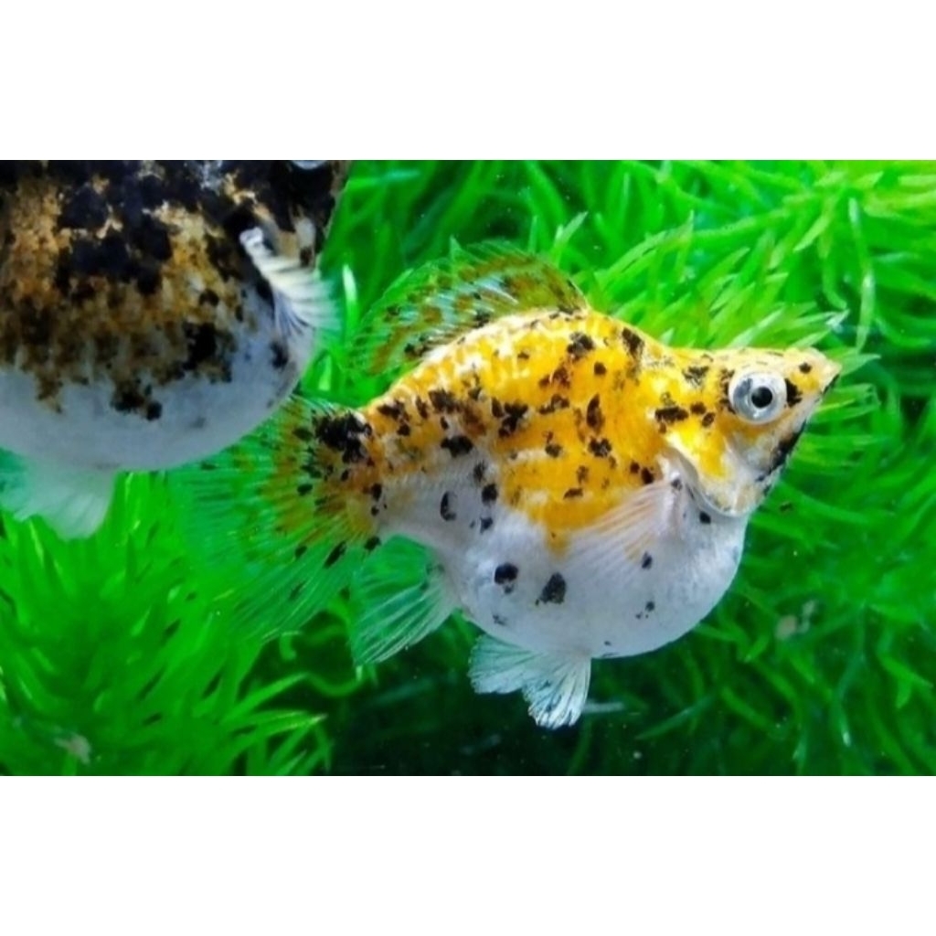Hiasan Aquarium Molly Leopard Balon Size Jumbo Molly Calico Hiasan Akuarium |Ikan Hias Bozz Louhan P