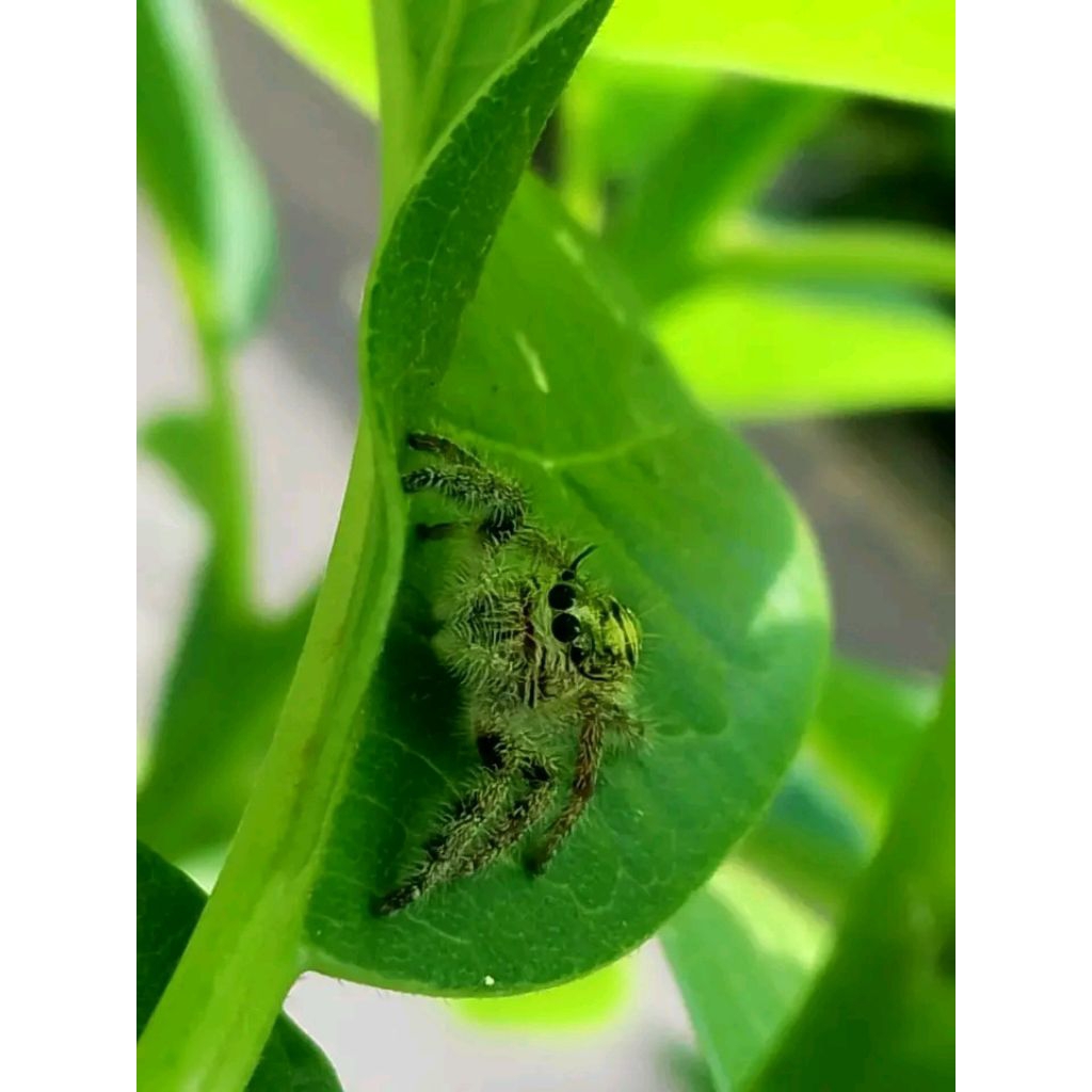 jumping spider hyllus diardi