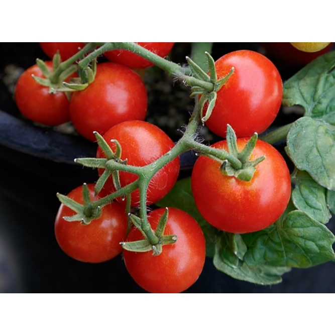 3 Biji Benih TOMATO Red Robin