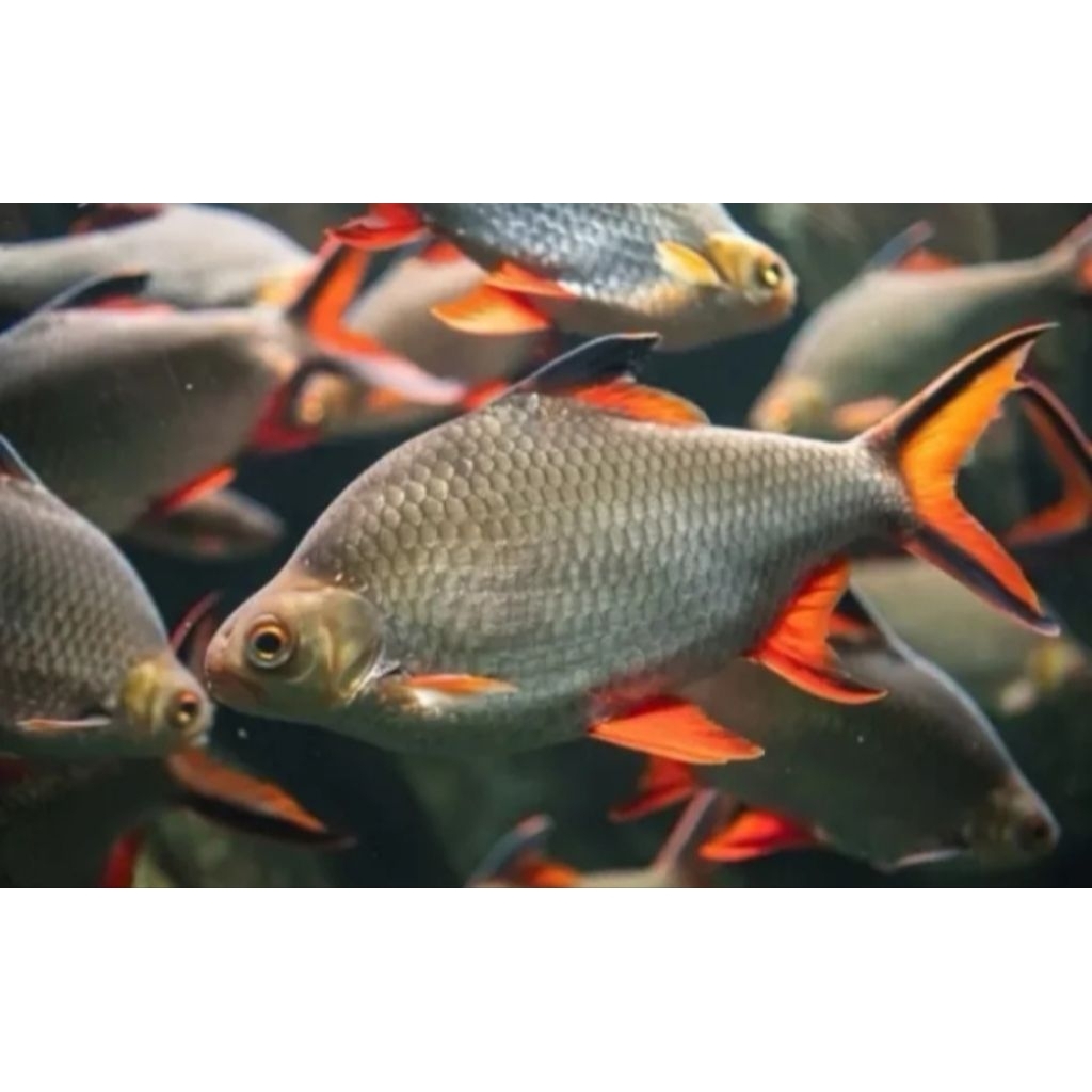 Hiasan Aquarium Kaviat Bangkok Size 4-6 cm Ikan Pembersih Kotoran Dasaran Tankmate Arowana Hiasan Ak