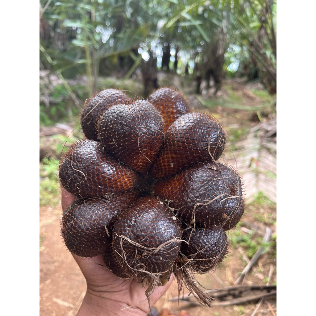 Salak Pondoh Buah Salak Fresh Pondoh Manis Asli Banjarnegara