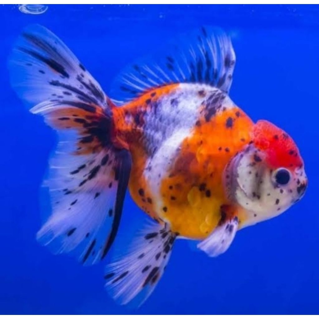 Hiasan Aquarium Koki Oranda Calico Longtail Oranda Goldfish Calico Size L Hiasan Akuarium |Ikan Hias
