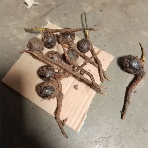 BIBIT PALA KECAMBAH 10 BIJI