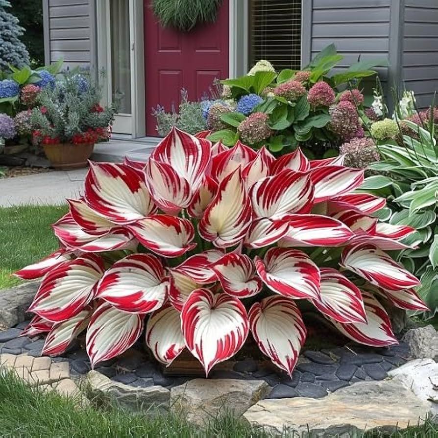 B166 Benih Import Daun Hosta Blanco Rojo Isi 100 Biji Premium Asli Kemasan Repack
