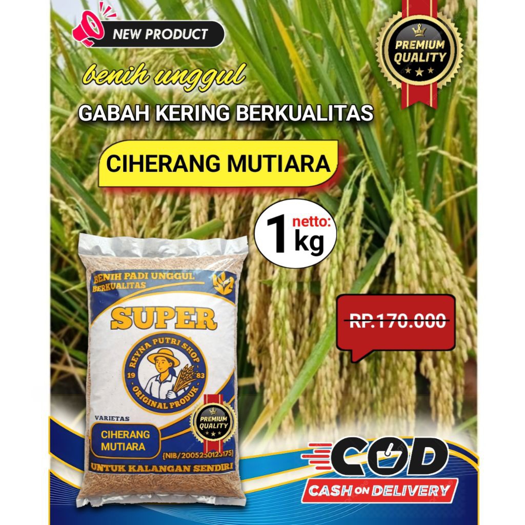 BENIH PADI CIHERANG MUTIARA BERKUALITAS 1KG