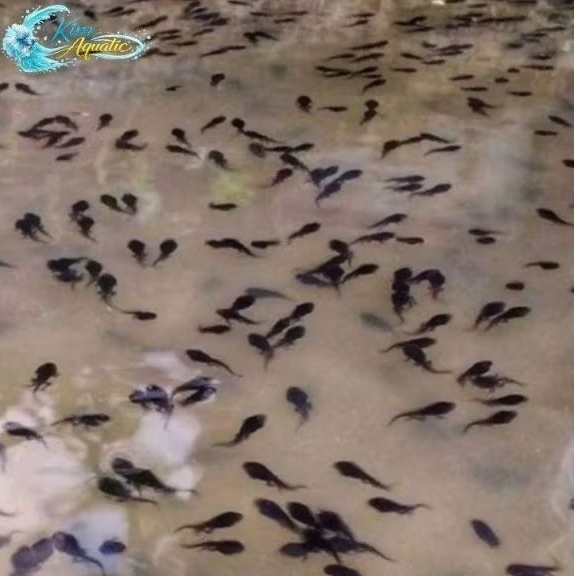 Pakan Predator Kecebong/Berudu 25 ekor