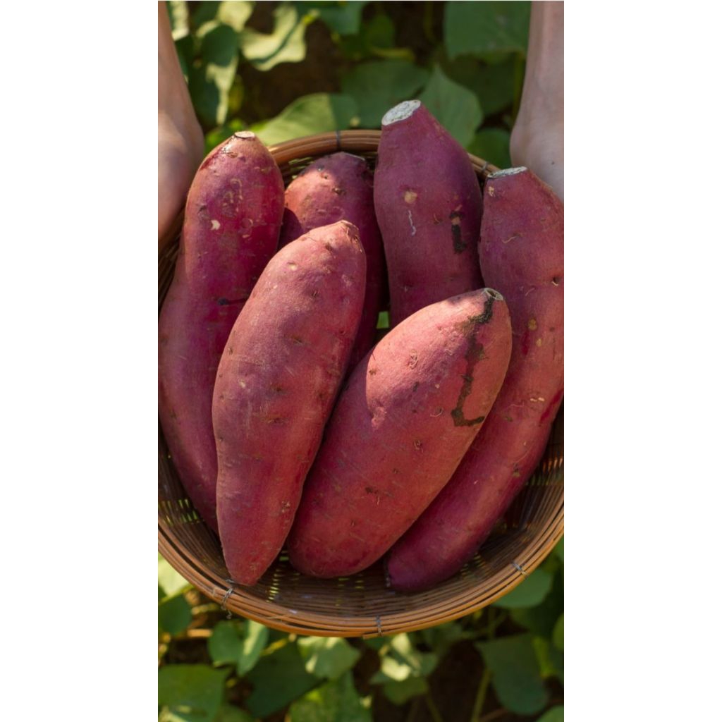 Ubi jalar orange/ Ubi merah/Ubi 1kg