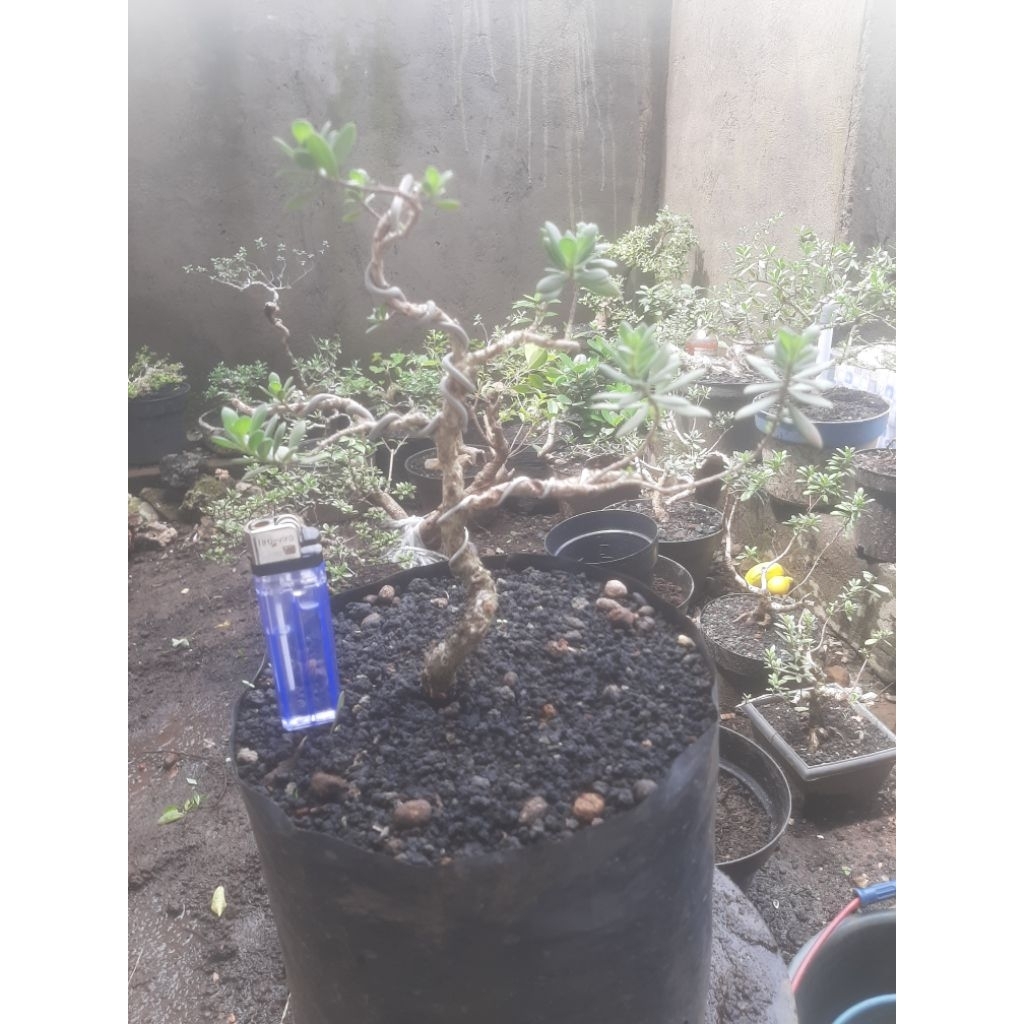 Bonsai Bahan Santigi dari Biji (Real Pict 2)