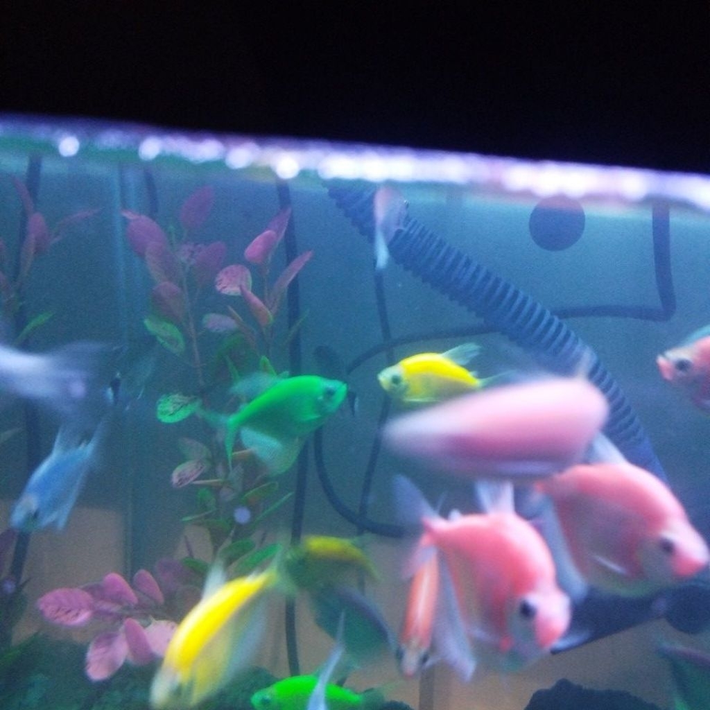 Glofish jumbo