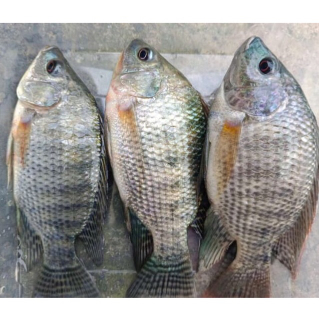 Ikan mujair hidup / Ikan mujair segar