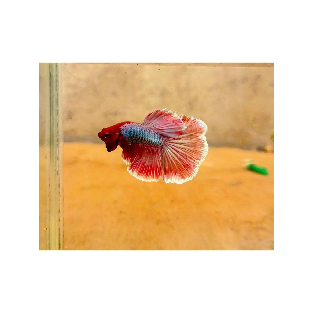 Hiasan Akuarium Ikan Cupang Jantan HALFMOON