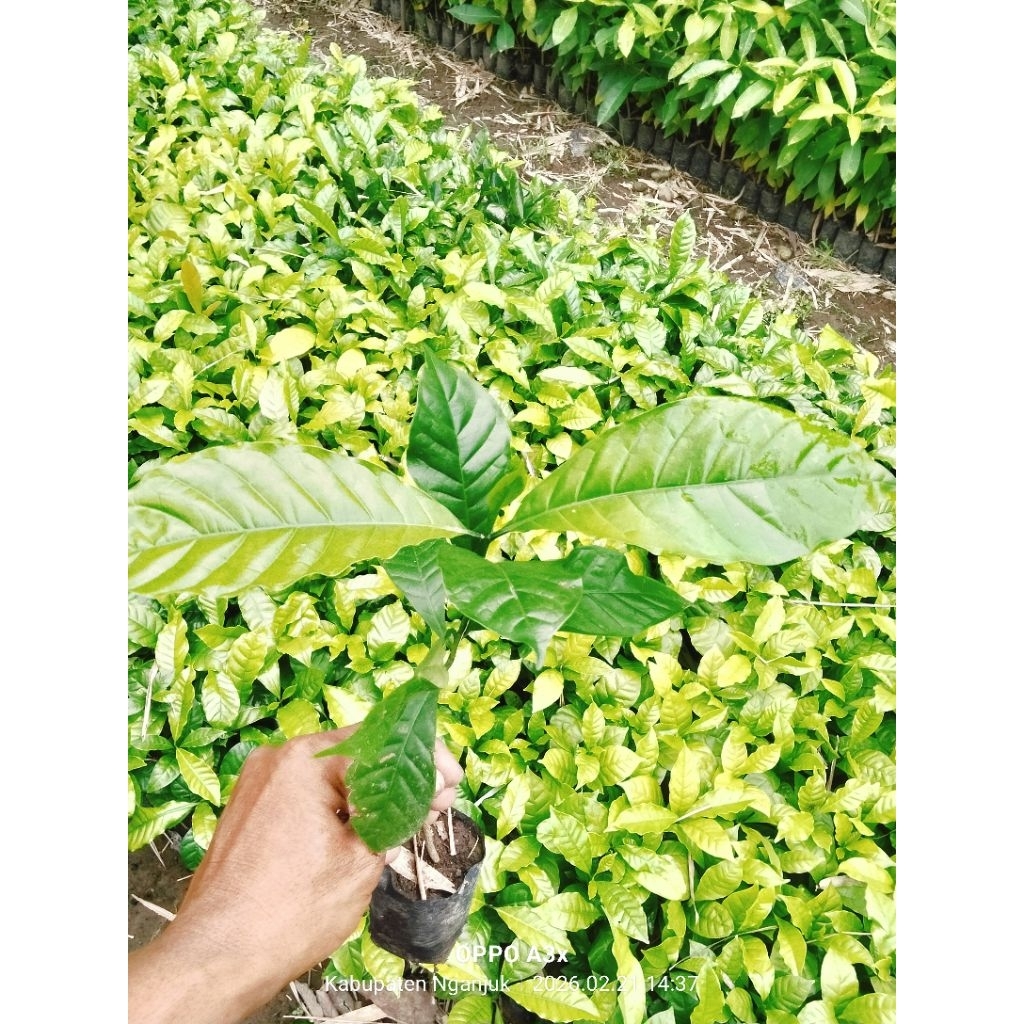 bibit tanaman kopi robusta terbaik termurah