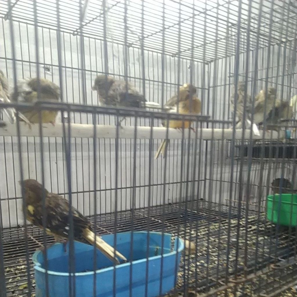 kenari bahan