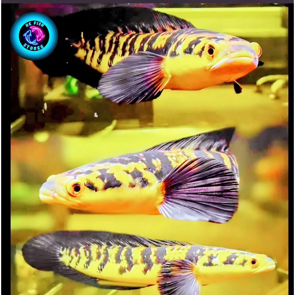 ( Garansi 1000% ) Maru yellow Sentarum / Ys 17-20 cm Bahan Progres