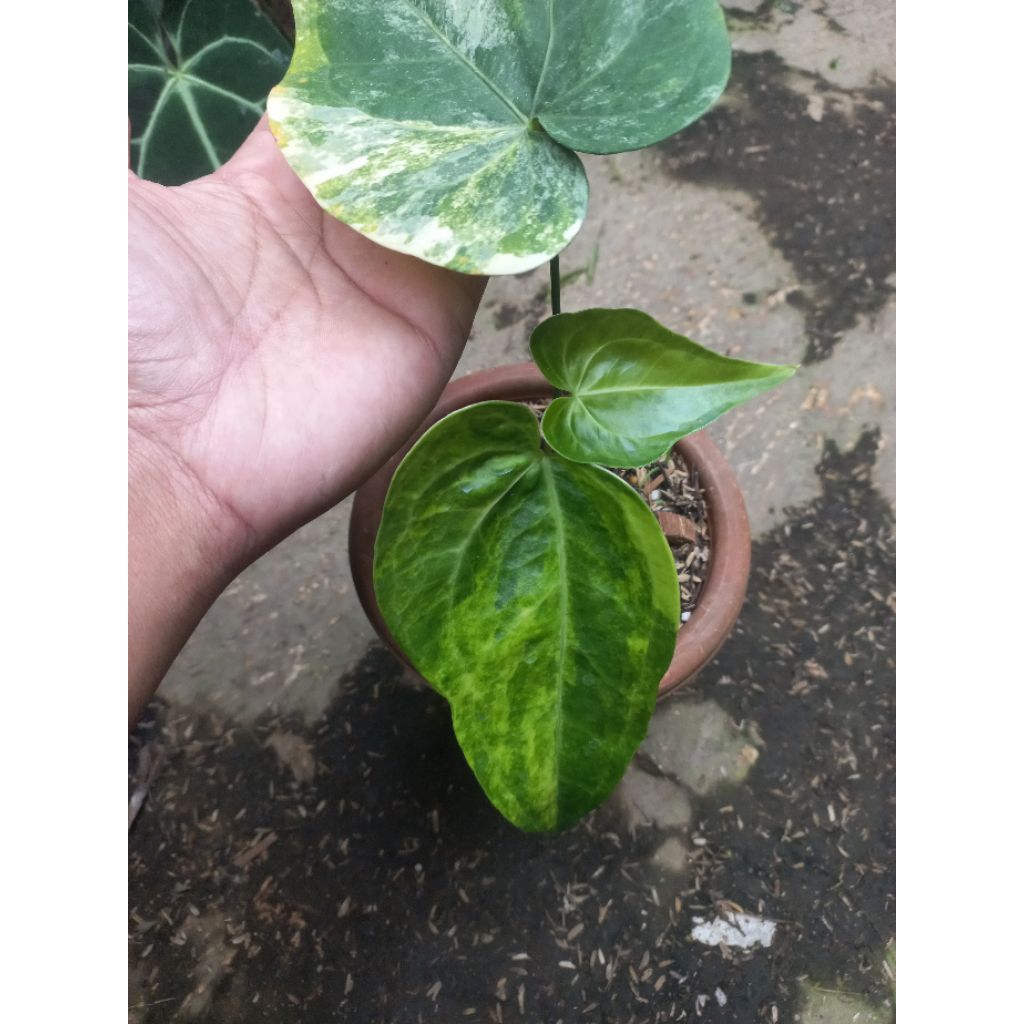 Tanaman Hias Antharium Kuping Gajah Sweet Love Variegata