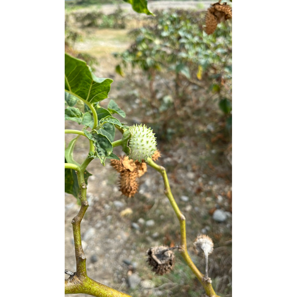 buah kecubung wulung herbal