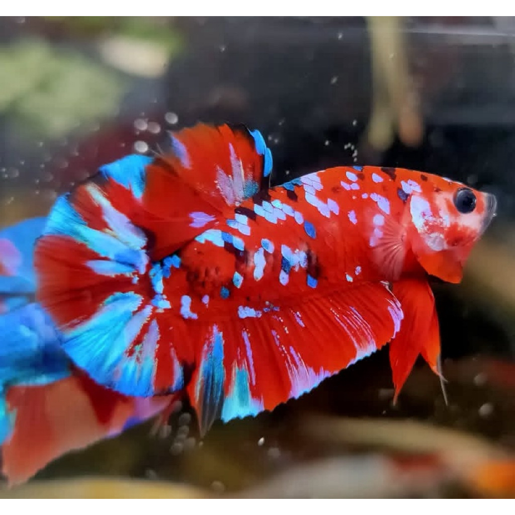 cupang red koi galaxy bahan/proses mutasi, masih umur muda, indukan bagus istimewa