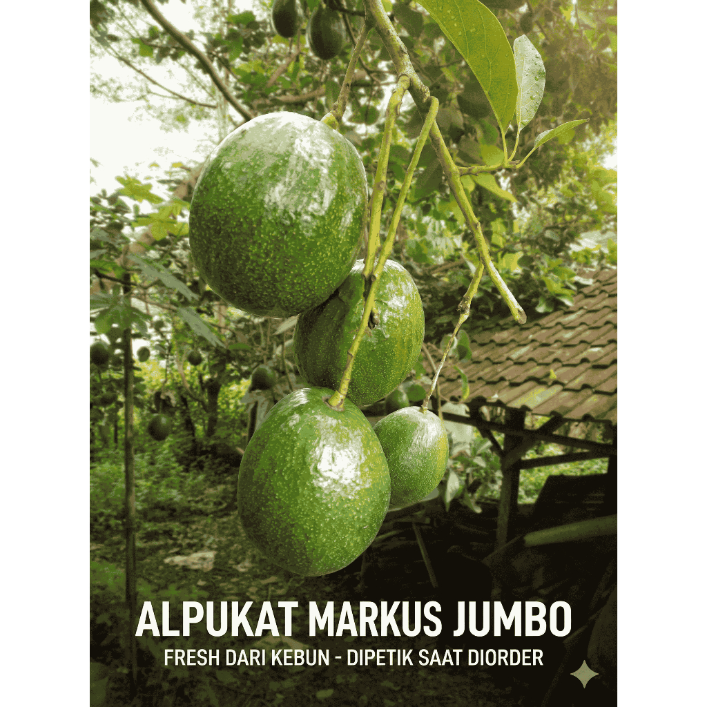 Alpukat Markus Jumbo Super Mentega (per 1Kg = 1- 2 biji) - Fresh dari Petani Asli - Pengiriman Insta