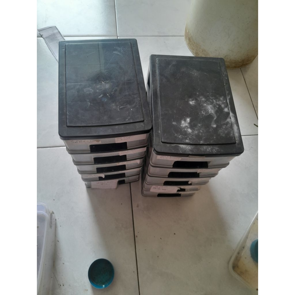 miniatur gecko los data