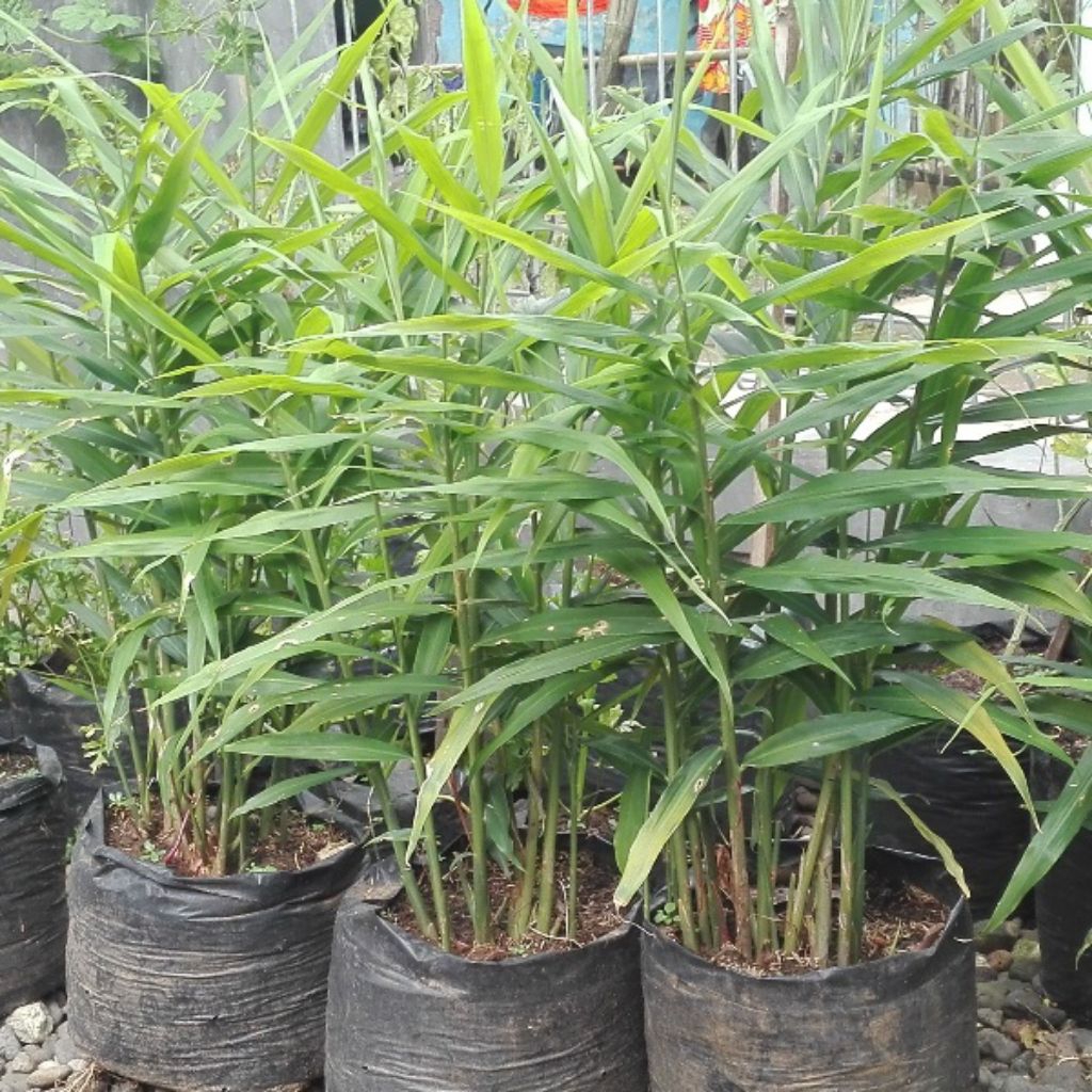 BIBIT JAHE GAJAH / JAHE PUTIH