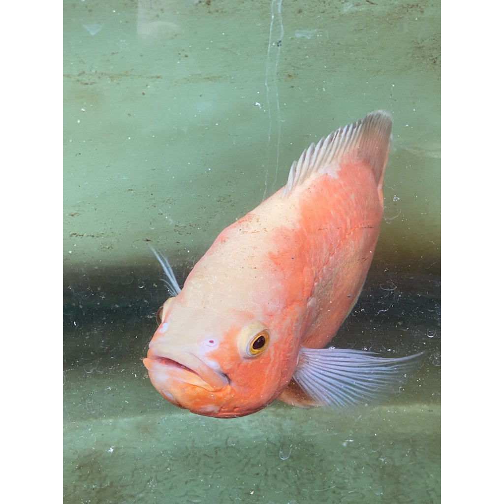 ikan oscar paris albino size -+7jari