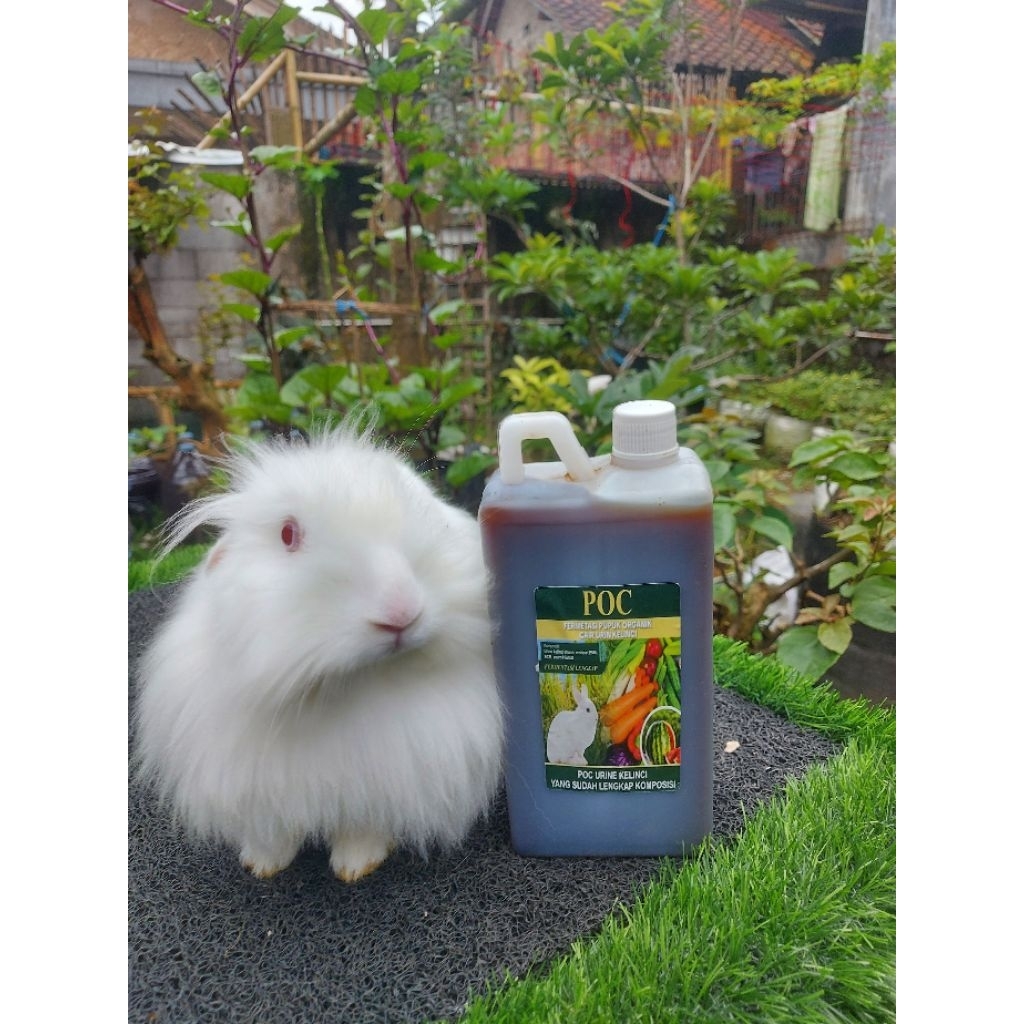 FERMENTASI URINE KELINCI 1000 ML, POC URINE KELINCI, SUDAH DIFERMENTASI