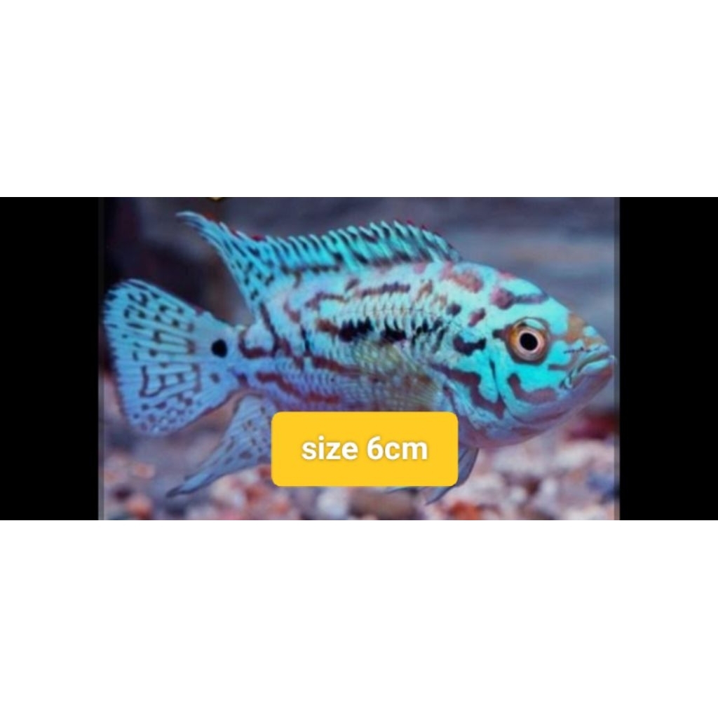 EBJD/Size6cm/elektrickbuejackdjemsey