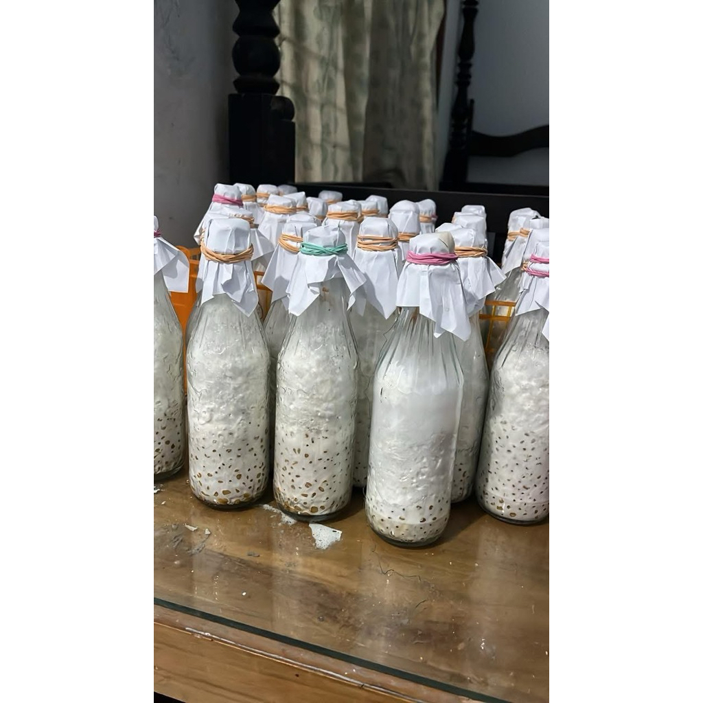 bibit F2 jamur tiram coklat