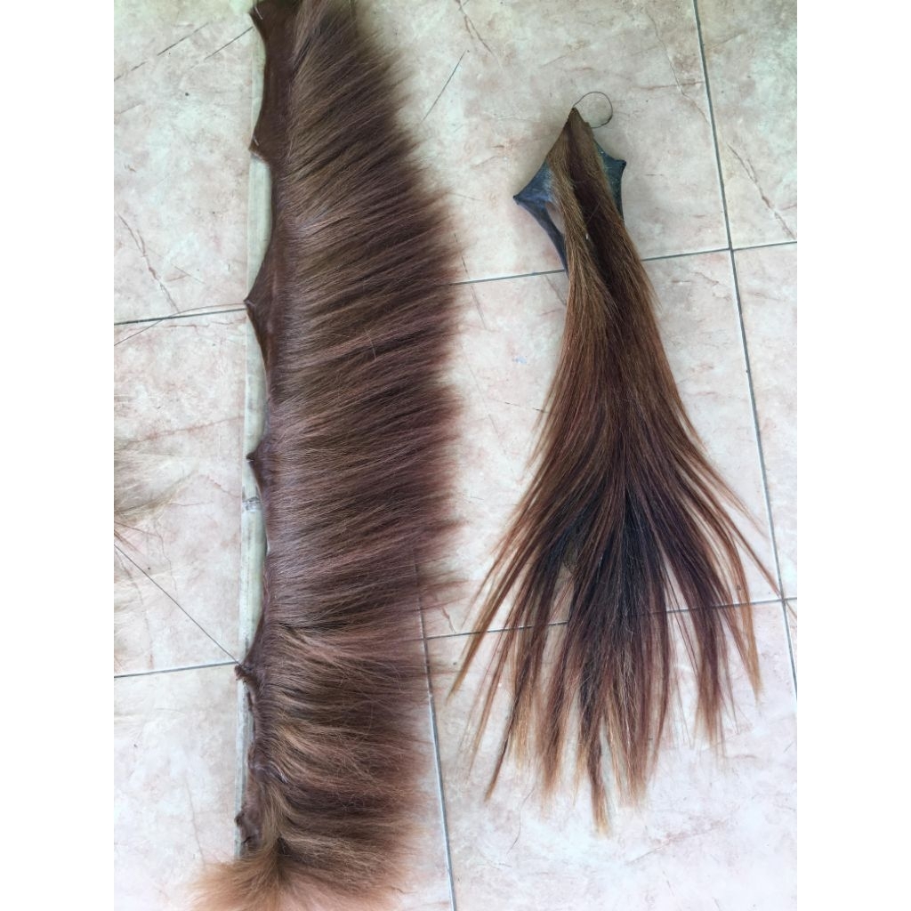 DB ekor dan rambut kuda.