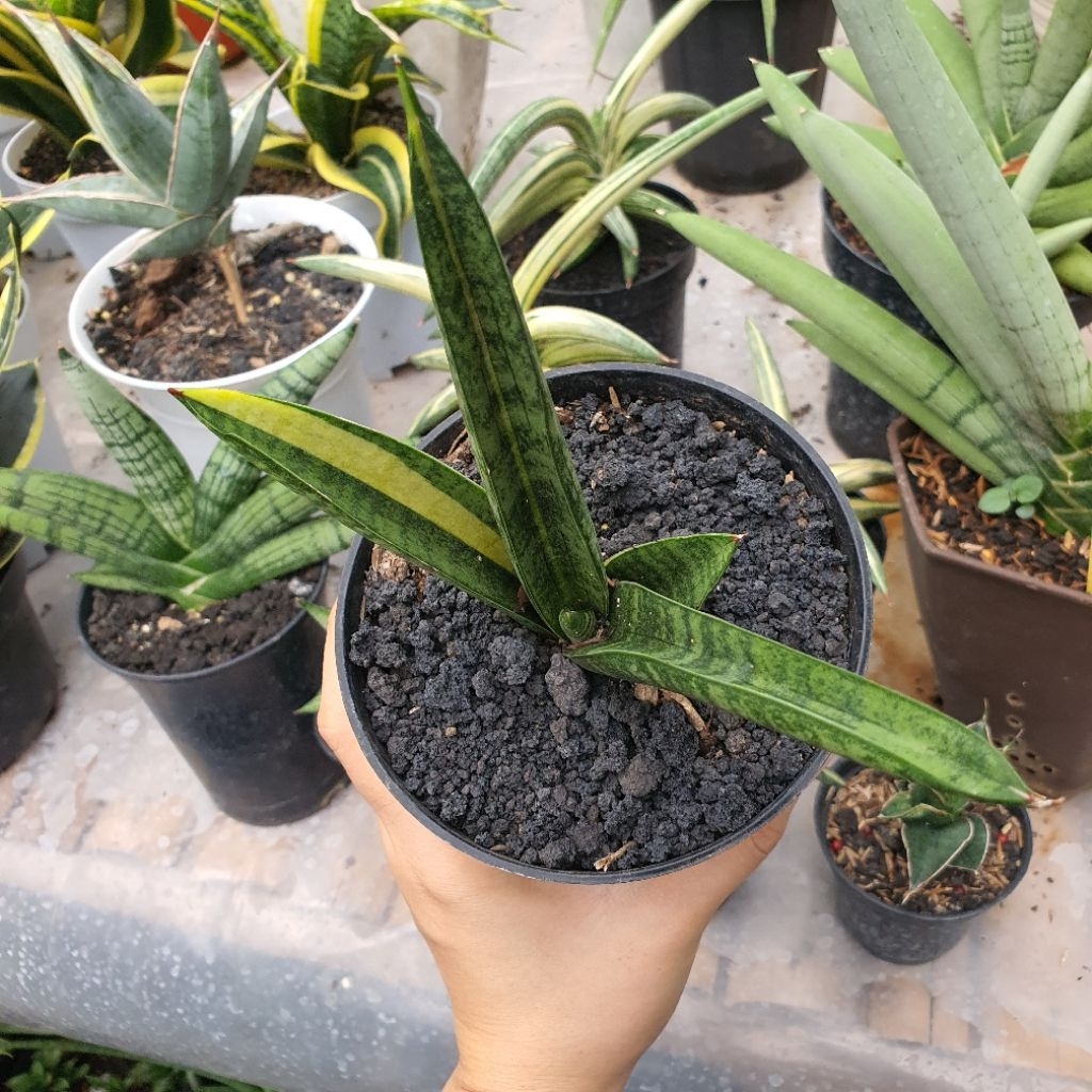 Sansevieria Hybrid Marsha Anjani Variegata