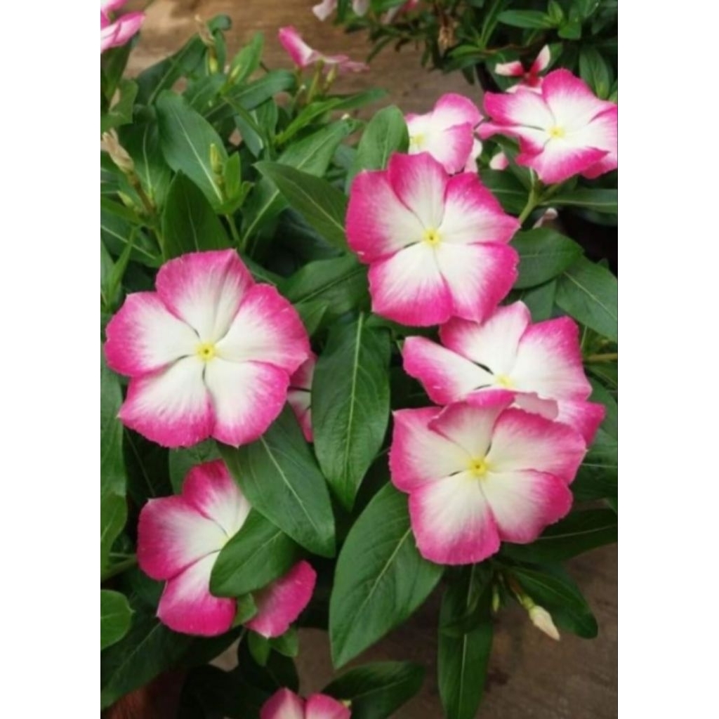 , bunga vinca Nirvana white place