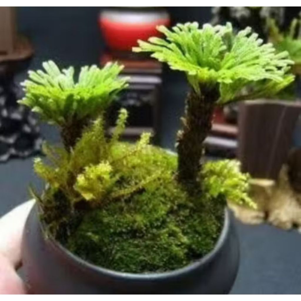 Bonsai mini aquascape