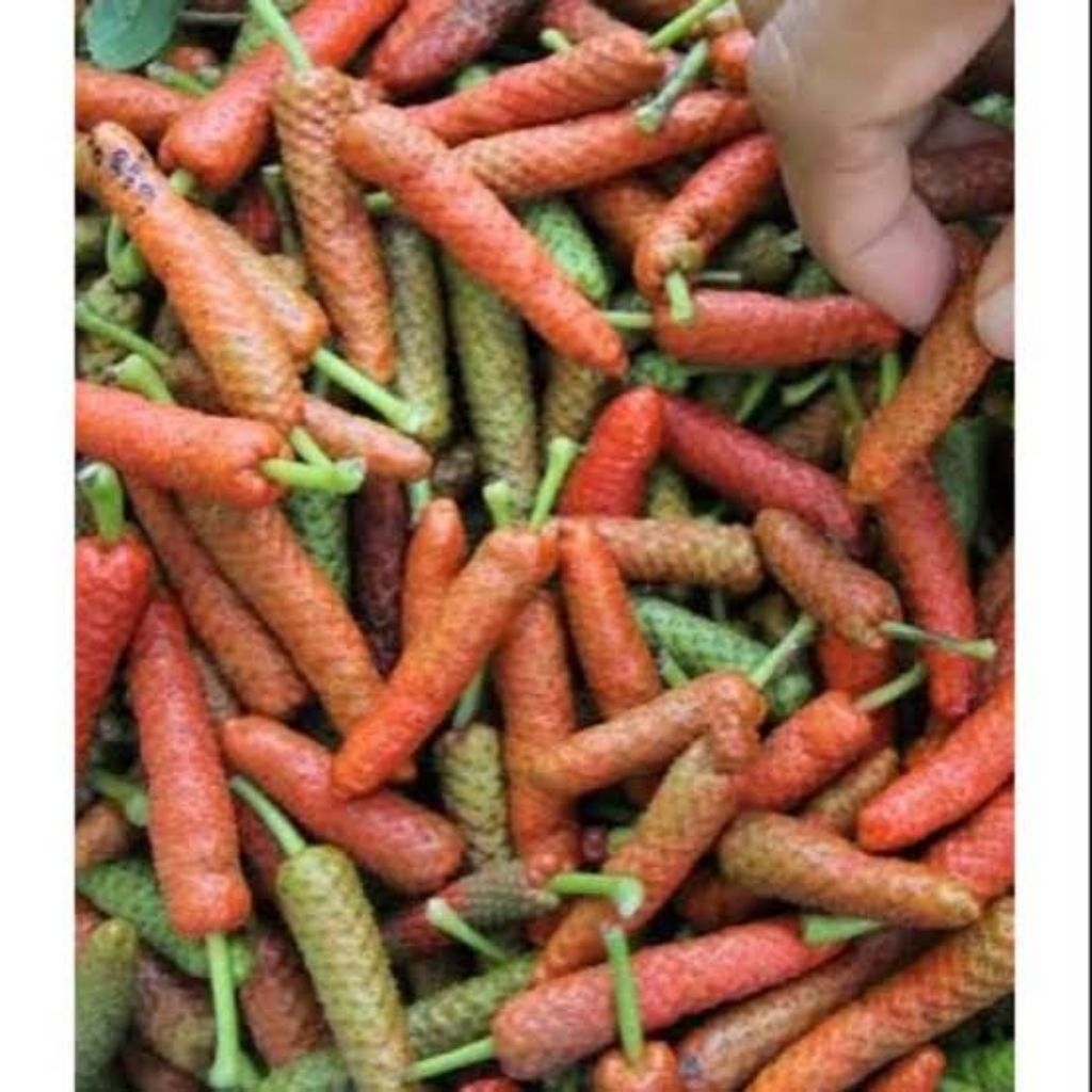 cabe jawa segar / cabe jamu 250 gram