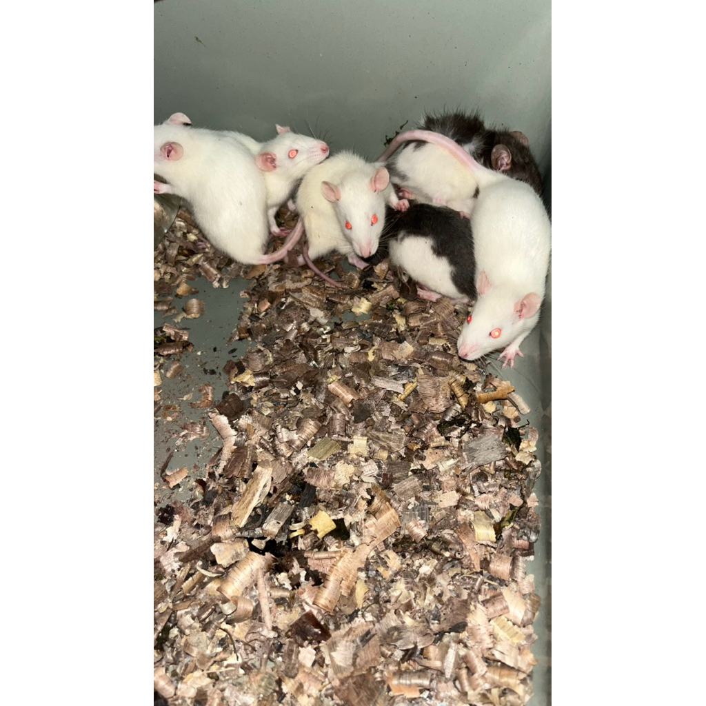 TIKUS PUTIH MENCIT/TIKUS RAT