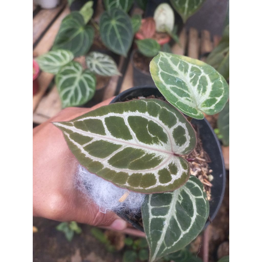 Tanaman Hias Anthurium Kos X Anthatium Red Crystallinum / Anthurium Hurc