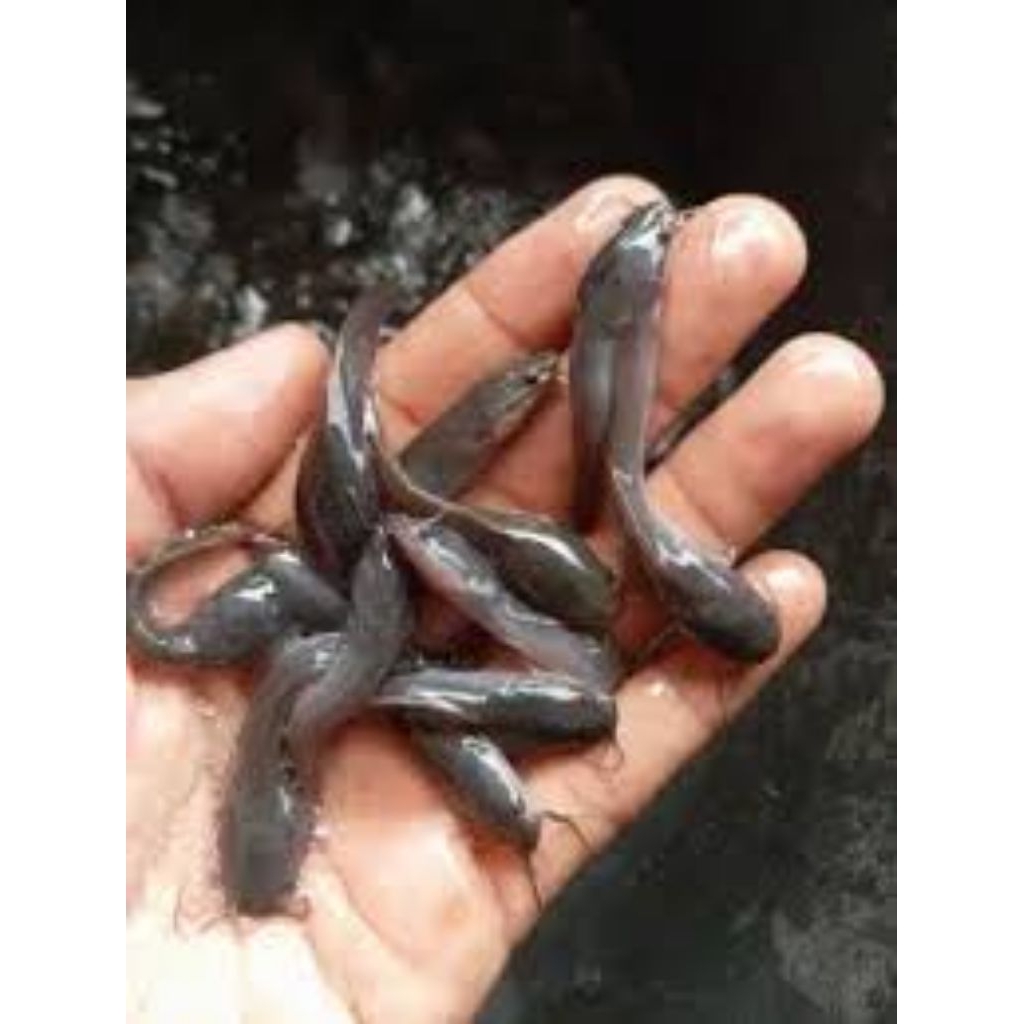 benih lele Mutiara 100 pcs