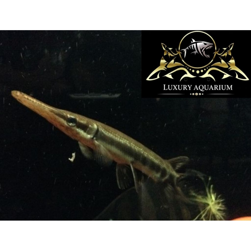 Spotted Florida Gar 10-11cm - Ikan Hias Predator