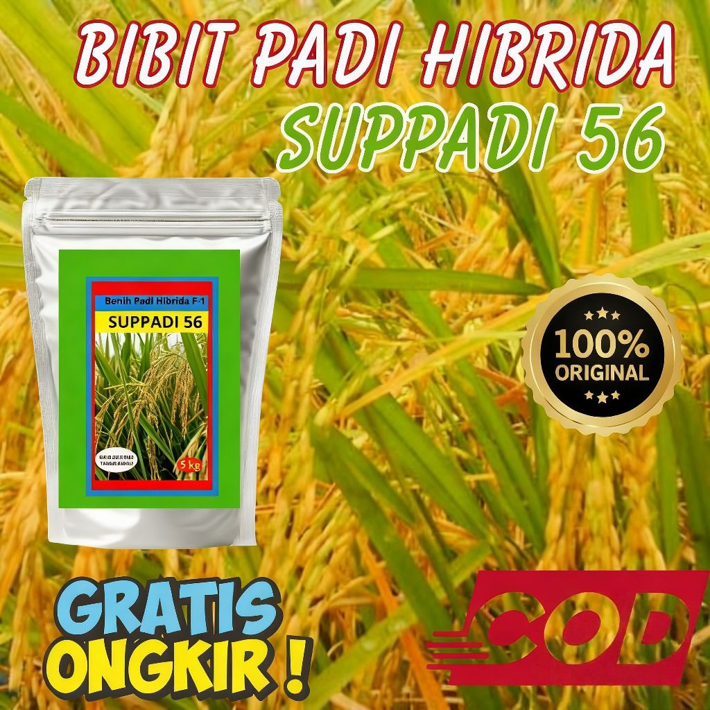 5KG Benih Padi Hibrida Suppadi 56 - Hasil Tinggi, Tahan Rebah, Kualitas Super