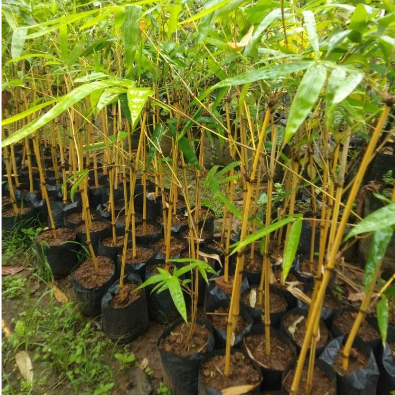 Bibit / Pohon Bambu Kuning | Bisa ditanam dalam pot