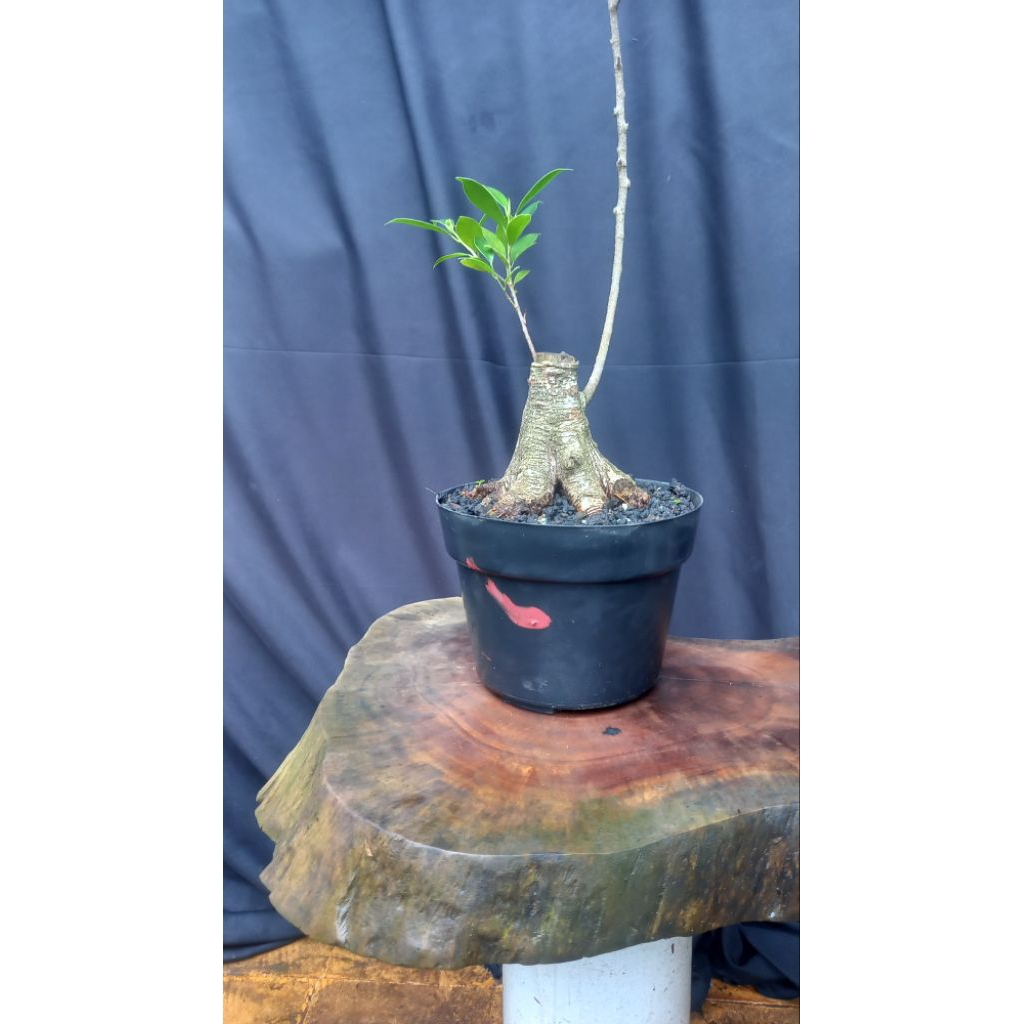 BONSAI KIMENG PROGRAM AKAR/BAHAN PROKAR