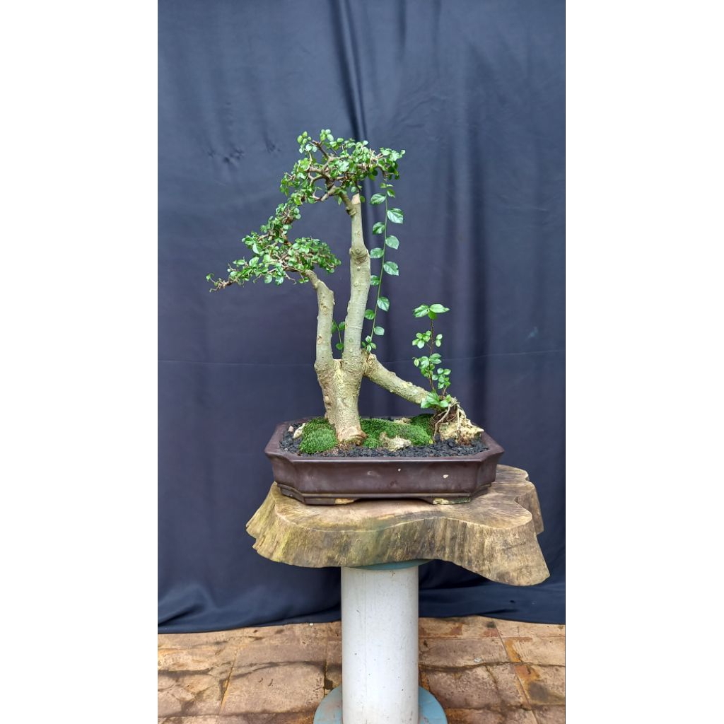BONSAI POHON SERUT/STREBLUS ASPER