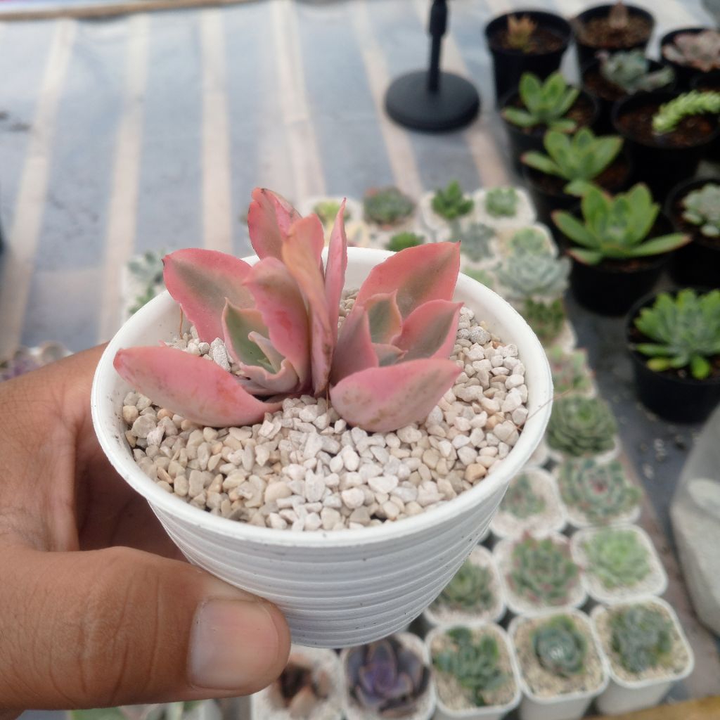 Sukulen Kalanchoe Fire Fox