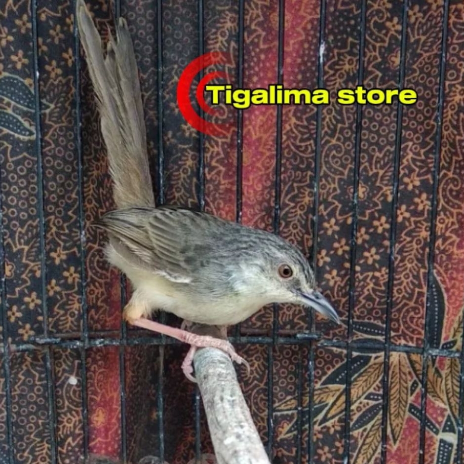 BURUNG CIGUN CiBLEK GUNUNG JANTAN PILIHAN