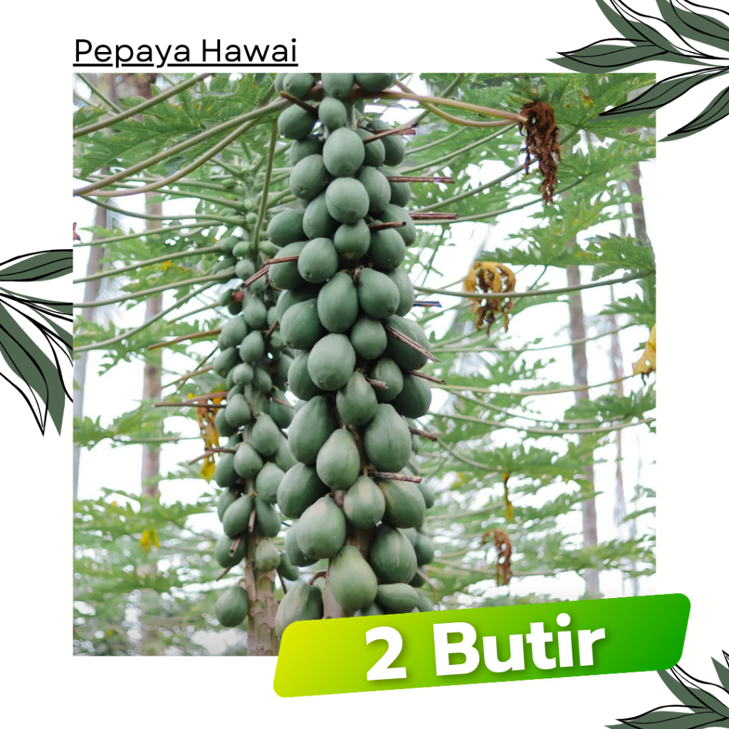 2 Butir - Pepaya Hawai ARUM Tunas Agro Seed