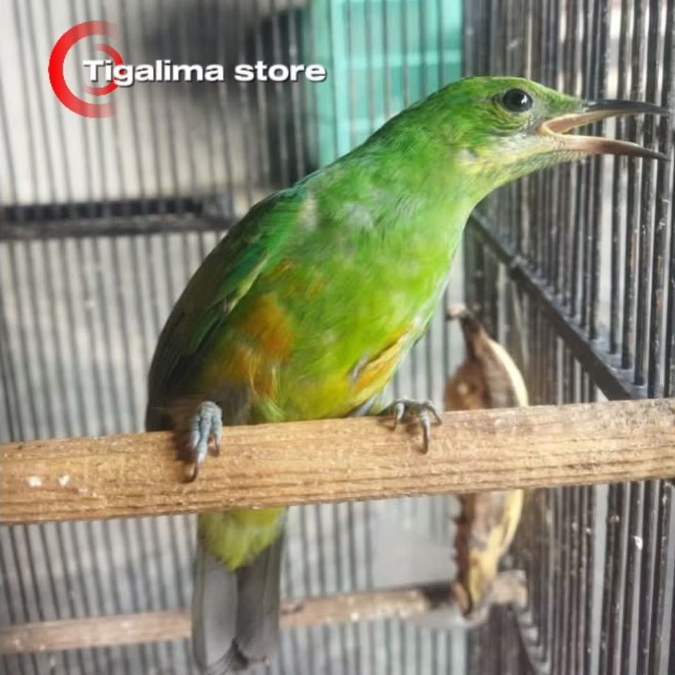 CUCAK CUNGKOK BETINA PILIHAN