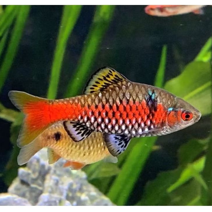 ikan odessa barb good colour big size
