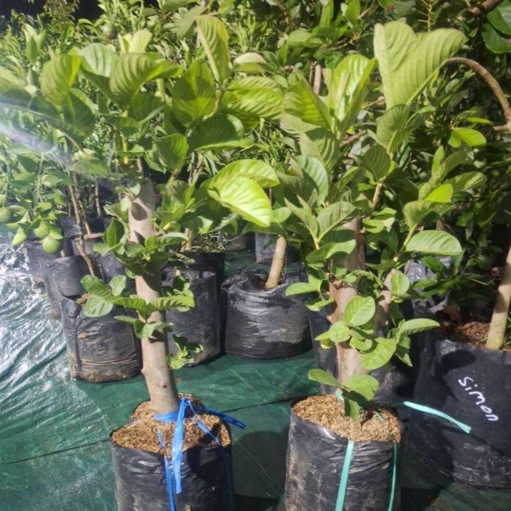 jambu kristal merah cangkok batang besar (packing kayu)