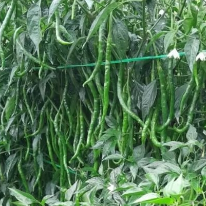 CMK LOKAL BATU GARUT 20 GRAM