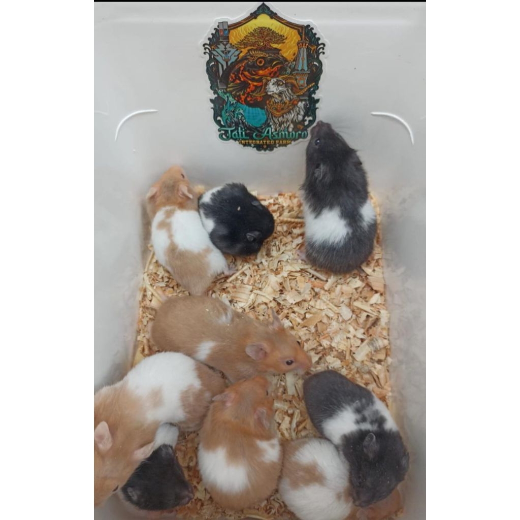 hamster Syiria Bulu pendek Dewasa Siap jadi indukan